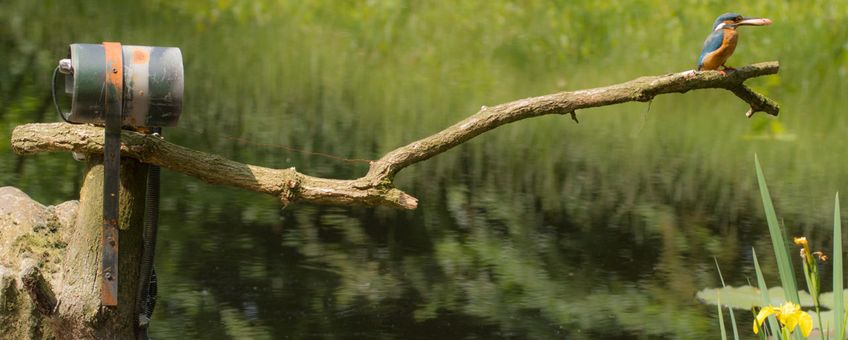 IJsvogel voor een webcam van Beleef de Lente