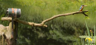 IJsvogel voor de webcam op de tak buiten het nest