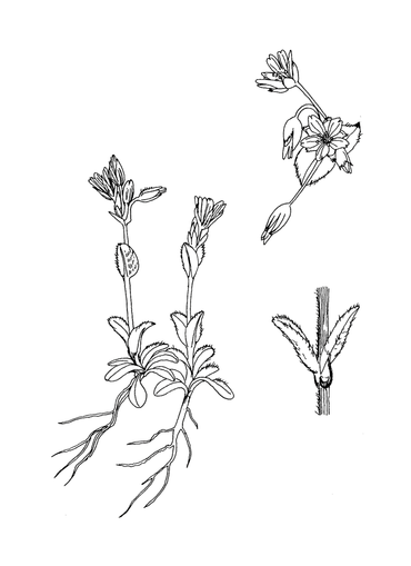 Zandhoornbloem, uit het Stoepplantjes kleurboek