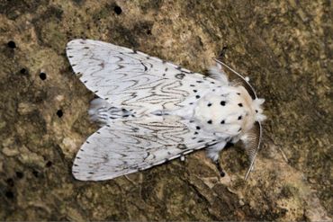 Witte hermelijnvlinder (Cerura erminea), een voorbeeld van een soort die nieuw aangekomen is