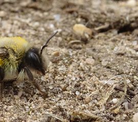 grijze zandbij - primair