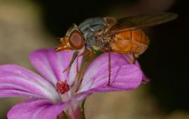 Vrouwtje rode snuitvlieg op zijn voorkeursbloem Robbertskruid