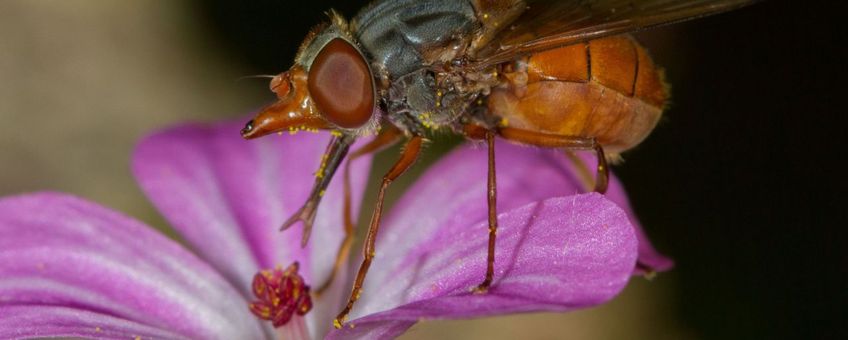 Vrouwtje rode snuitvlieg op zijn voorkeursbloem Robbertskruid