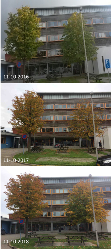Verschil in herfstkleuring van twee witte paardenkastanjes op de campus van Wageningen University & Research tussen 2016, 2017 en 2018