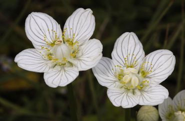 Parnassia