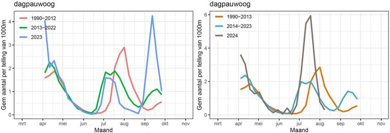 Het aantal dagpauwogen in het meetnet vlinders, vergeleken met eerdere perioden. Links 2023, met een matige zomer- en een grote nazomergeneratie. Rechts 2024, met een grote zomergeneratie. Hoe zal de nazomergeneratie zijn?