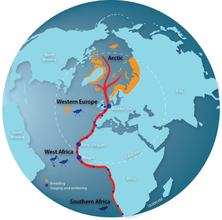 De East Atlantic Flyway. Dit is de route die strandlopers elk voor- en najaar afleggen tussen broedgebied en overwinteringsgebied
