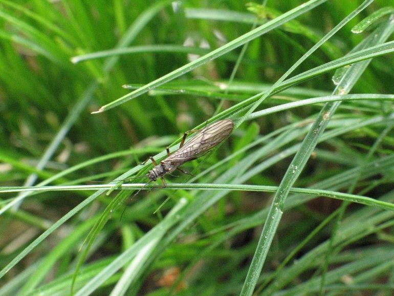 Volwassen steenvlieg Nemoura avicularis. Deze soort is verdwenen uit Noord-Brabant, maar komt in de aangrenzende gebieden nog wel voor. Toch is de soort nog niet in staat geweest herstelde beken te koloniseren