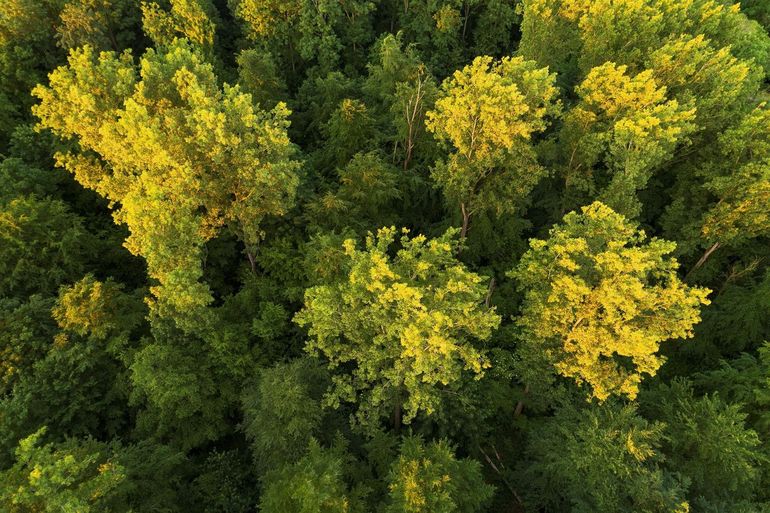 Meer bos in Nederland is nodig. In de nationale bossenstrategie is afgesproken dat Nederland 37.000 meer bos heeft in 2030