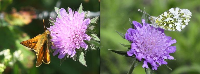 Twee dagvlinders op beemdkroon: groot dikkopje (links) en oranjetipje (rechts)