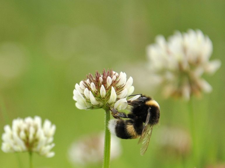 Aardhommels verzamelen nectar en stuifmeel op allerlei bloemen