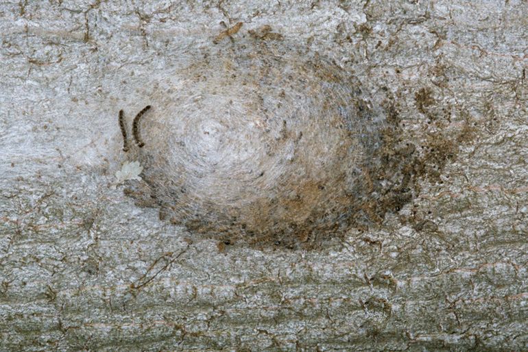 Een nest eikenprocessierupsen op de stam van een eik