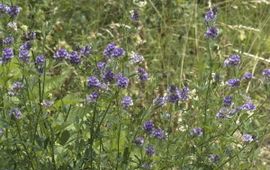 Medicago sativa. Luzerne