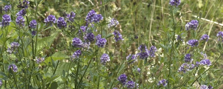 Medicago sativa. Luzerne