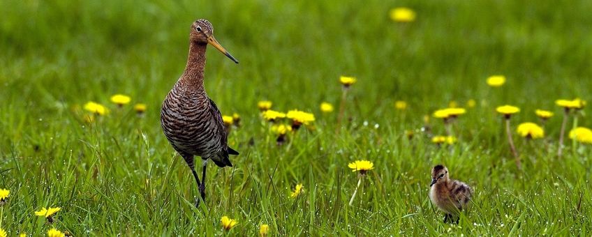 Limosa limosa. Grutto