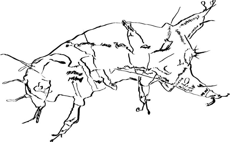 Tekening gemaakt met behulp van microscopiebeelden van een huidje van Batillipes phreaticus