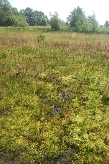 Veenmosontwikkeling op in 2004 ingerichte natuur in het Wisselse Veen. Duidelijk zichtbaar is de sponswerking door ongeveer twintig centimeter dikke veenmosontwikkeling