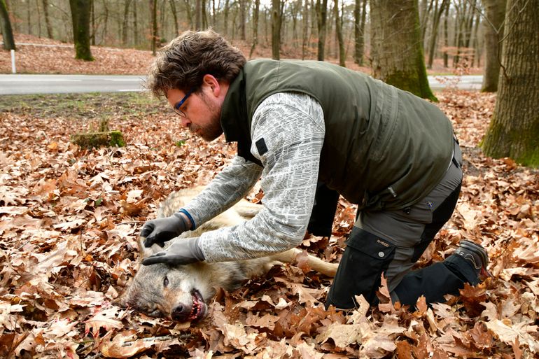 Hugh Jansman investigating a wolf