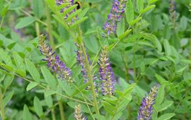Zoethout in de Leidse Hortus