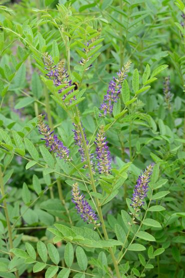 Zoethout in de Leidse Hortus