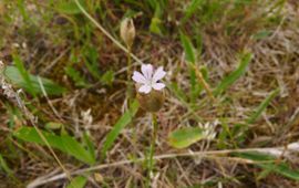 Petrorhagia nanteuilii, Schoorl