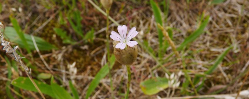 Petrorhagia nanteuilii, Schoorl