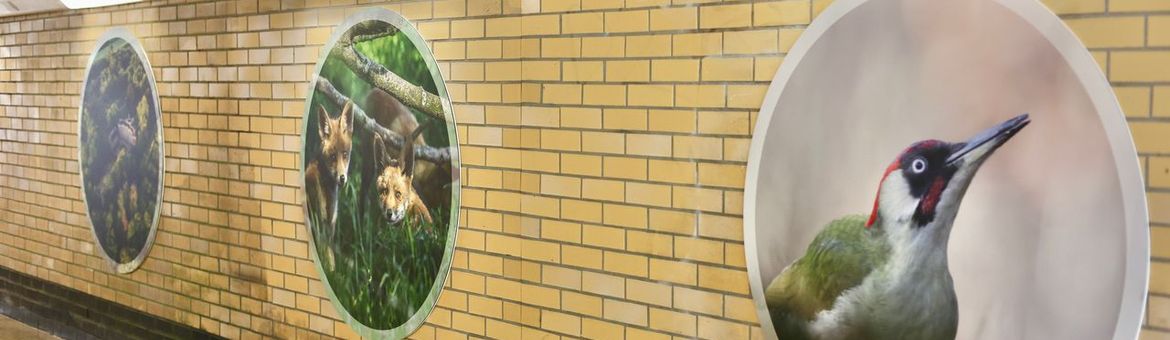 Grote natuurfoto’s begeleiden reizigers door de stationstunnel richting de bosuitgang