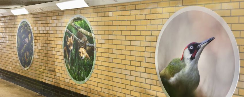 Grote natuurfoto’s begeleiden reizigers door de stationstunnel richting de bosuitgang