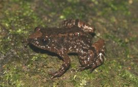David Raju Nyctibatrachus anamallaiensis