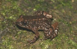 Nyctibatrachus anamallaiensis