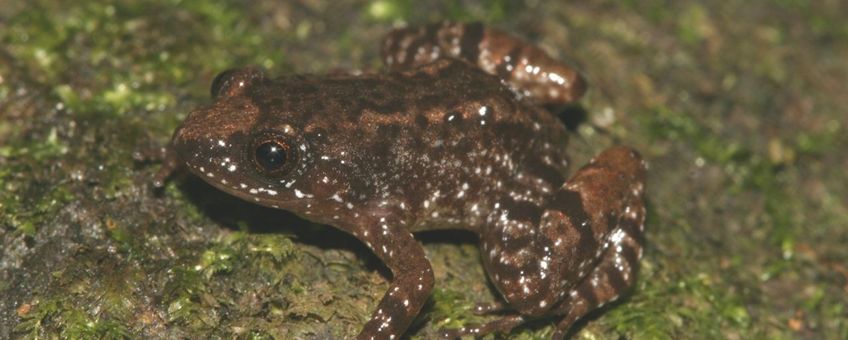 Seven miniature frogs discovered in the Western Ghats