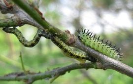 Rupsen en larve bladwesp op eikenboom