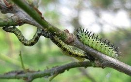 Rupsen en larve bladwesp op eikenboom