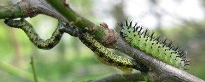 Rupsen en larve bladwesp op eikenboom