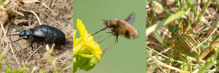 Ook andere insectensoorten werden relatief vaak op de dijken aangetroffen. V.l.n.r.: de gewone oliekever waarvan de larve de voedselvoorraad uit bijennesten eet; de gewone wolzwever, eveneens een parasiet van nestelende bijen; de gouden schallebijter, een warmteminnende loopkever van graslanden