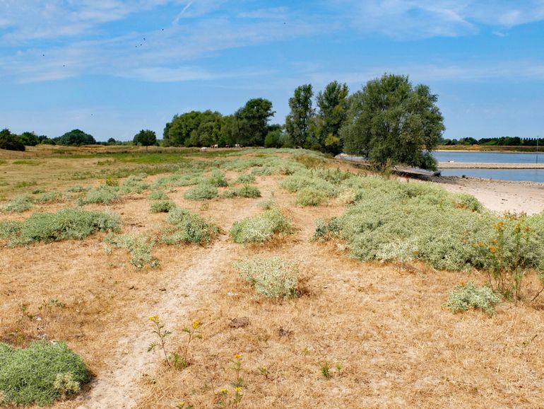 Bloeiende Kruisdistels op een oeverwal langs de Waal (Hurwenen, augustus 2018)