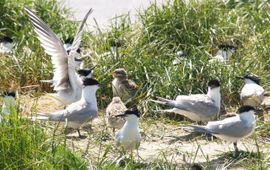 Dit willen we in 2013 graag weer zien, grote sterns
Foto: Marjan Veenendaal, Staatsbosbeheer