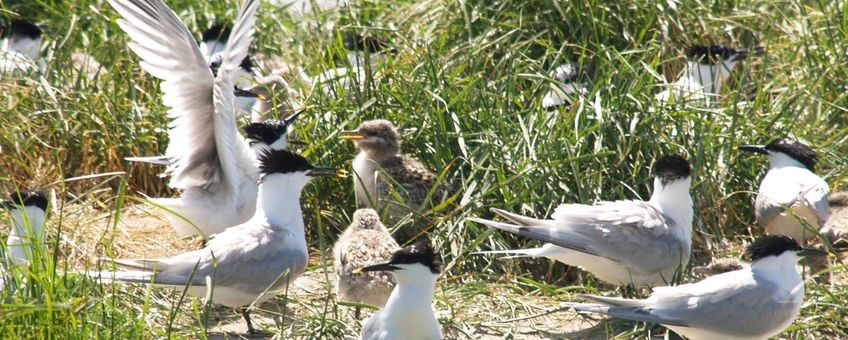 Dit willen we in 2013 graag weer zien, grote sterns
Foto: Marjan Veenendaal, Staatsbosbeheer