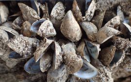 Quaggamossel, Dreissena bugensis
