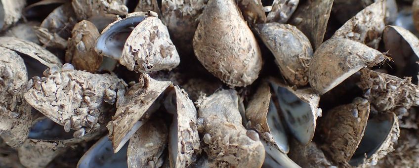 Quaggamossel, Dreissena bugensis