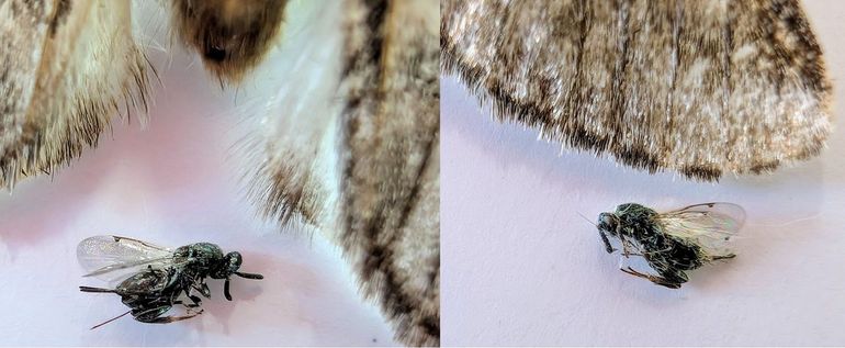 De in de feromoonval aangetroffen bronswespen