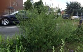 Diverse planten zijn tot een meter hoog en staan vol in bloei (foto: Arnold van Vliet)