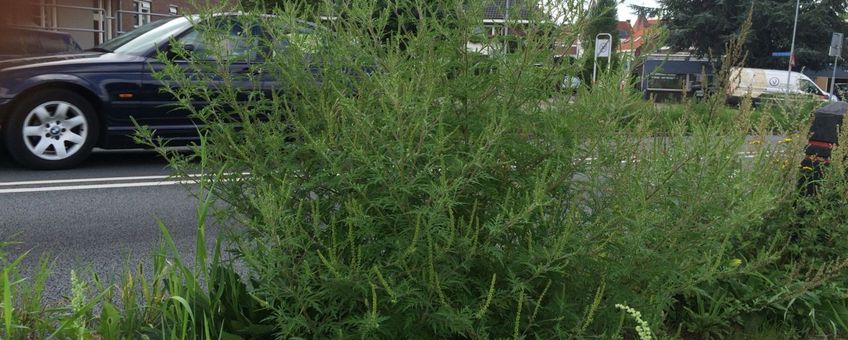 Diverse planten zijn tot een meter hoog en staan vol in bloei (foto: Arnold van Vliet)