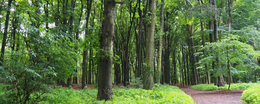 Oude beuken zijn erg in trek bij boombewonende vleermuizen