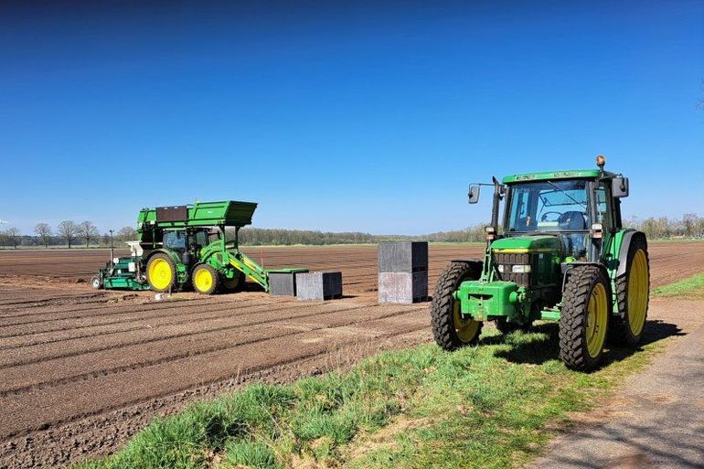 Leliebollen planten in Nederweert