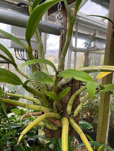 Mierenorchidee (Myrmecophila tibicinis) in de Leidse Hortus