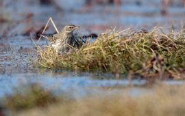Radovan Václav, Flickr waterpieper