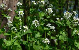 Look zonder look Saxifraga