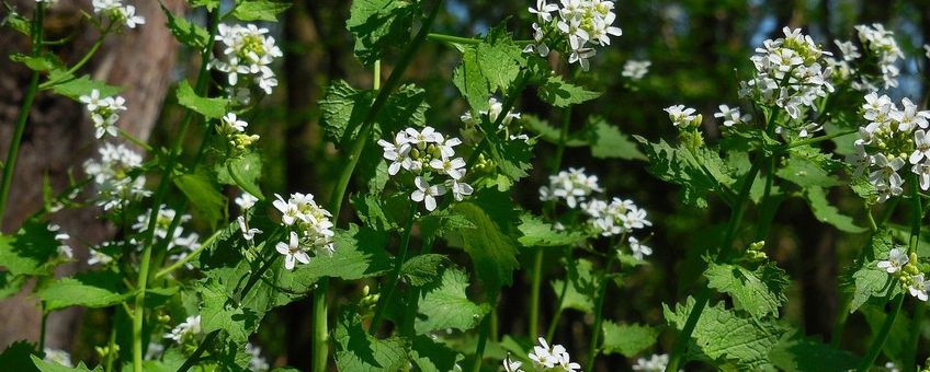 Look zonder look Saxifraga