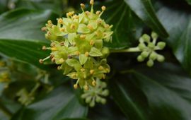 Ed Stikvoort, SaxifragA Klimop in bloei